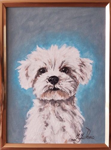 Maltese dog original - dog,