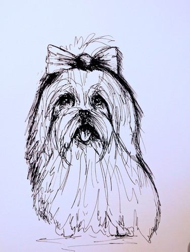 Maltese puppy dog pen drawing - maltese,