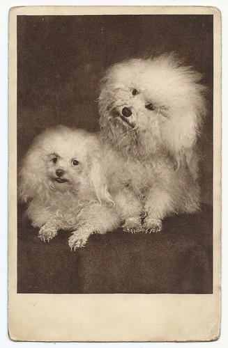 Cute maltese dogs vintage - maltese,