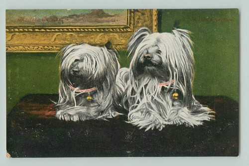 Postcard maltese terriers - postcard,