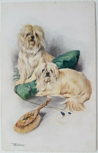 Arthur wardle maltese a - "maltese".,