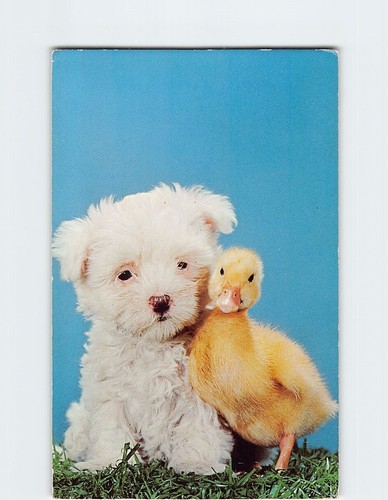 Postcard maltese dog and - postcard,