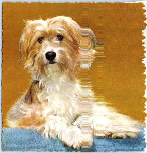 Postcard maltese - postcard,