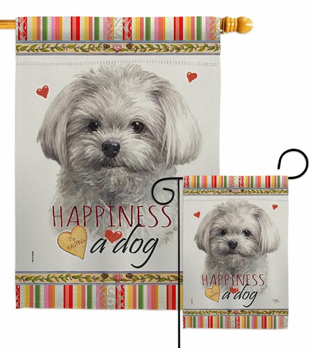 Cute maltese happiness - maltese,