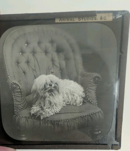 Antique magic lantern glass - antique,