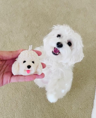 New handpoured maltese teddy - new!,
