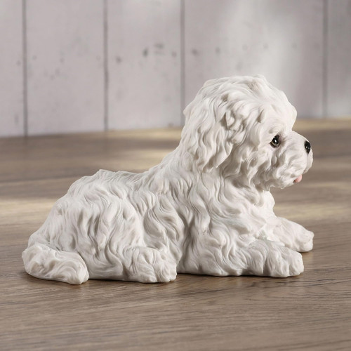 Maltese white terrier puppy - maltese,