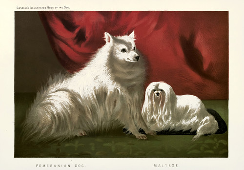 Pomeranian and maltese poster - pomeranian,