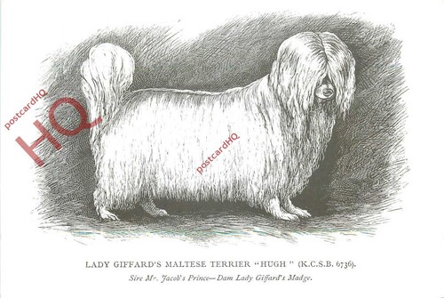 Picture postcard dog lady - picture,