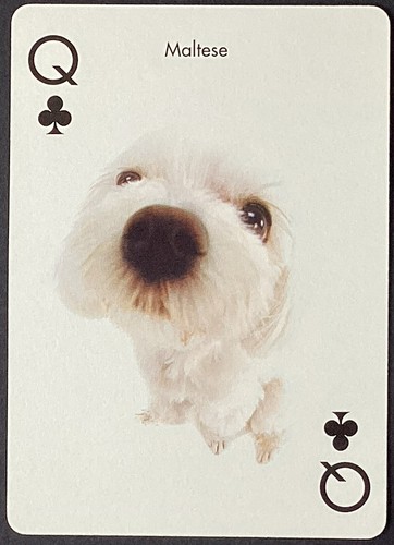 Maltese dog single - single, wide