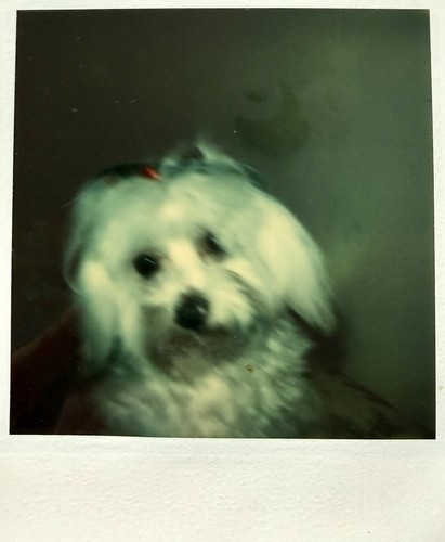 Vtg photo 1970s polaroid - photo,