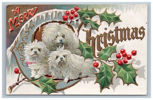 Christmas maltese puppy dog - christmas,