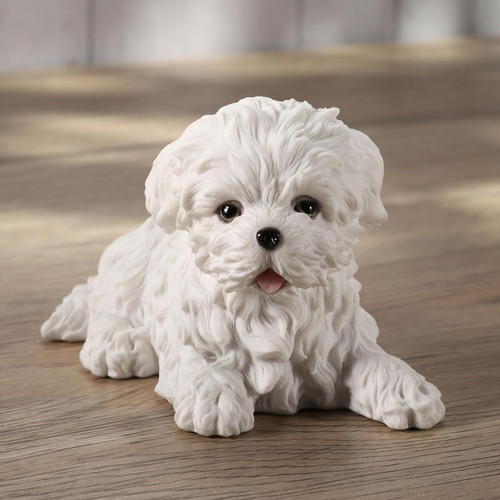 Maltese white terrier puppy - maltese,