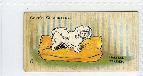 Cope dogs of - (gd5540), the
