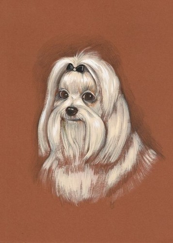 Print painting maltese 5x7 - painting,