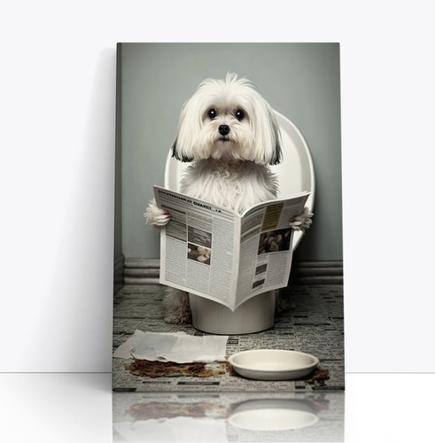 Maltese dog reading paper - maltese,