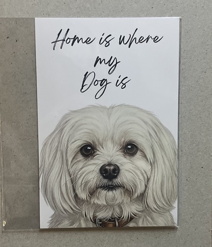 Maltese dog breed portrait - maltese,