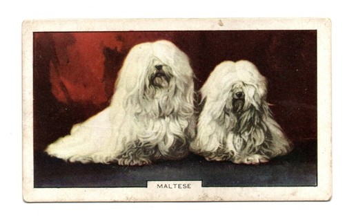 Gallaher cigarette card - gallaher,