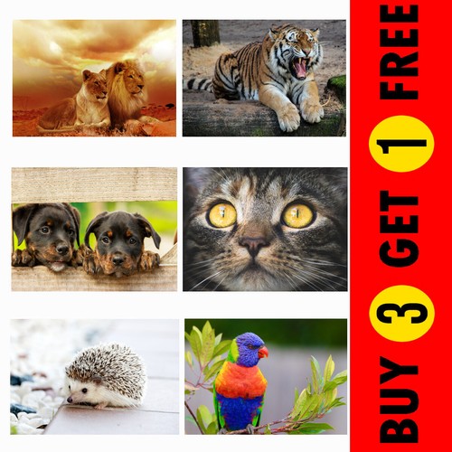 Cats dogs zoo animals birds - cats,