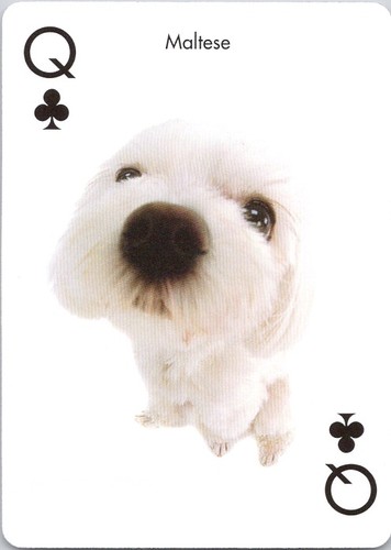 Maltese dog the - the, artlist