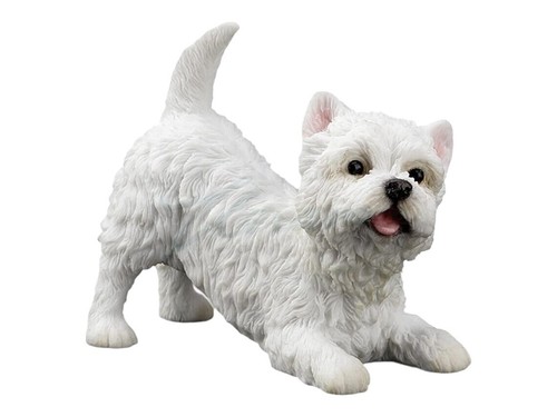 Maltese west highland white - highland,