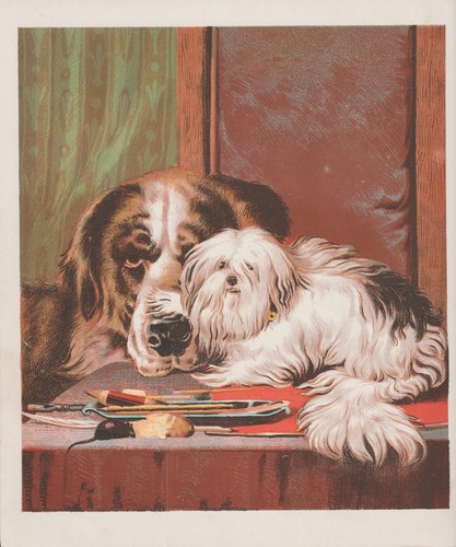 1872 antique bernard dog - antique,