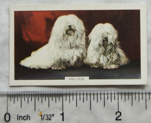 1938 gallaher dogs 2nd series - dogs,
