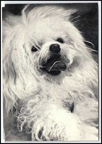 1969 bichon frise maltese - frise, dog