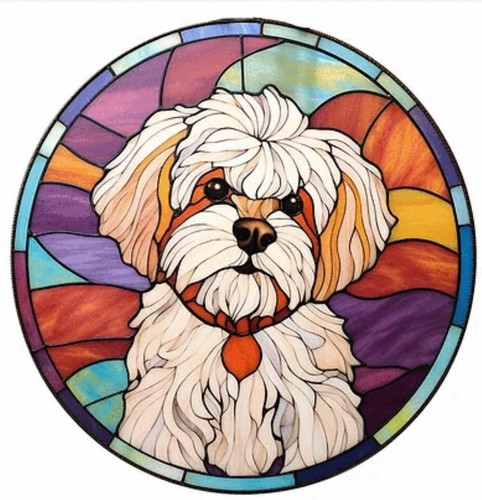 Maltese dog cross - maltese,