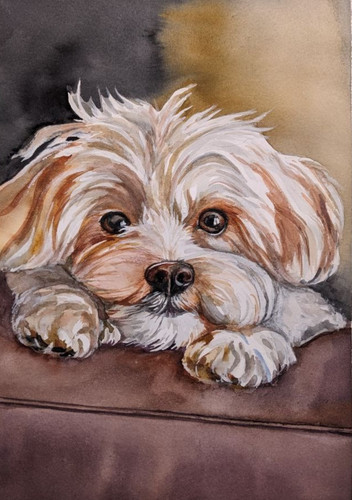 Maltese fluffy dog - maltese,
