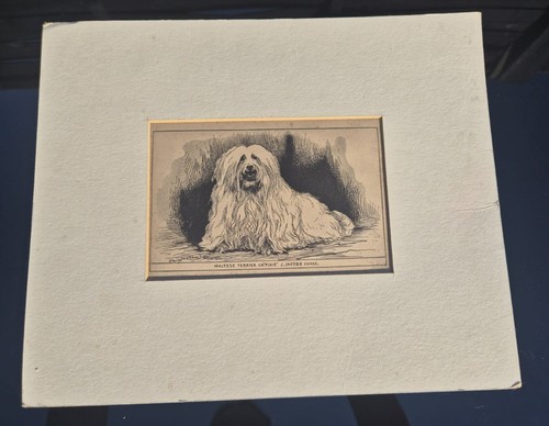 Antique 1900 maltese terrier - antique,