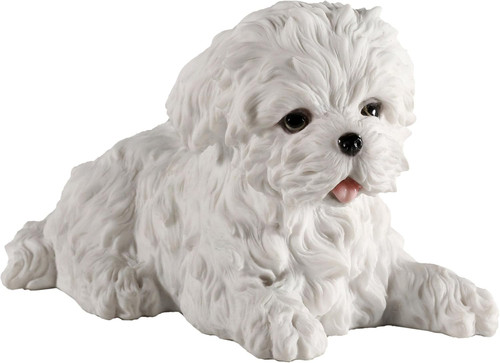 Maltese white terrier puppy - maltese,