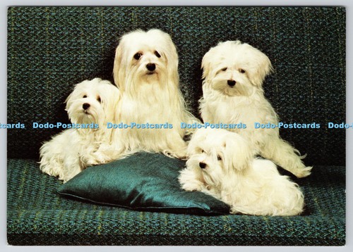 L350672 maltese group - l350672, a