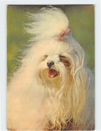 Postcard maltese lapdog - maltese,